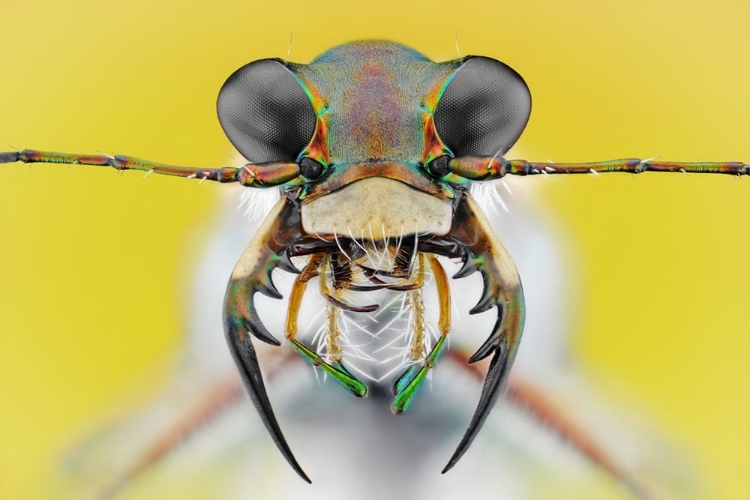 Picture of CICINDELA ANCOCISCONENSIS