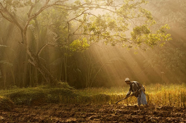 Picture of A FARMER