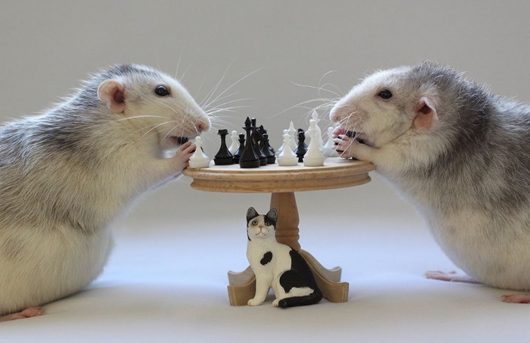 Picture of PLAYING  CHESS!