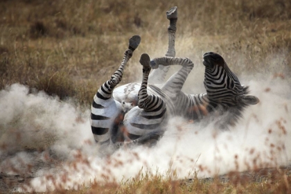 Picture of DUST BATH