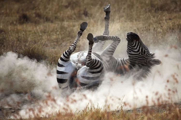 Picture of DUST BATH