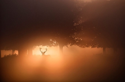 Picture of MISTY MORNING STAG