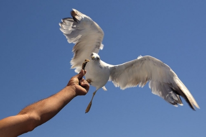 Picture of GULL-FACED