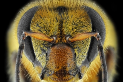 Picture of YELLOW-FACED BEE