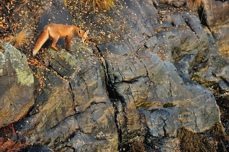 Picture of FOX ON THE ROCKS