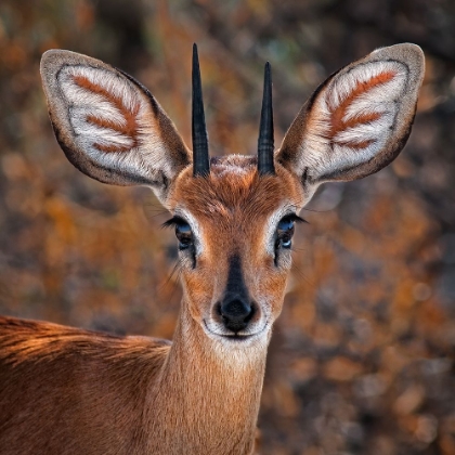 Picture of STEENBOK