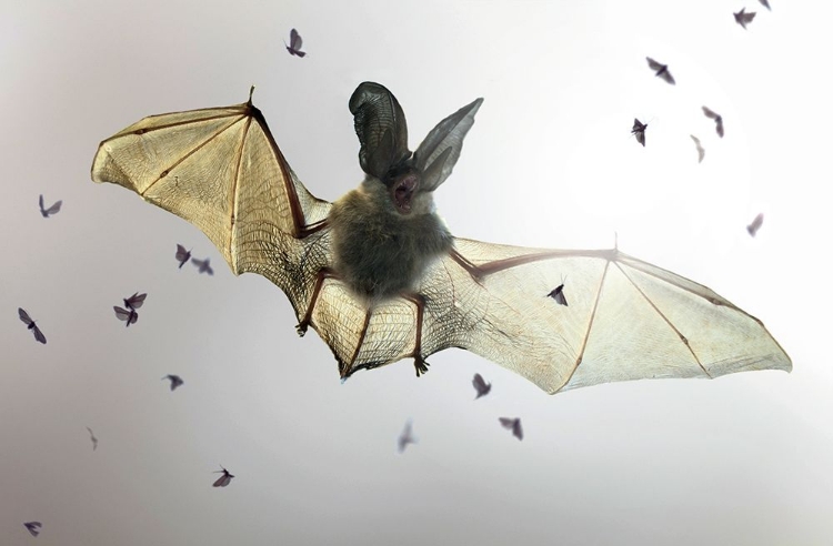 Picture of BAT