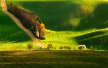 Picture of SPRING ON FIELDS...