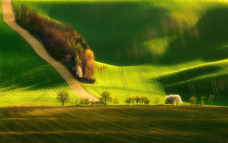 Picture of SPRING ON FIELDS...