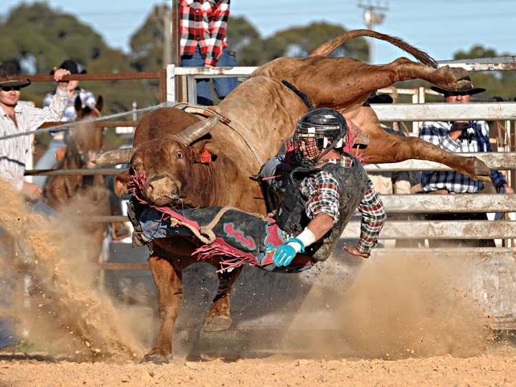 Picture of BULL RIDE