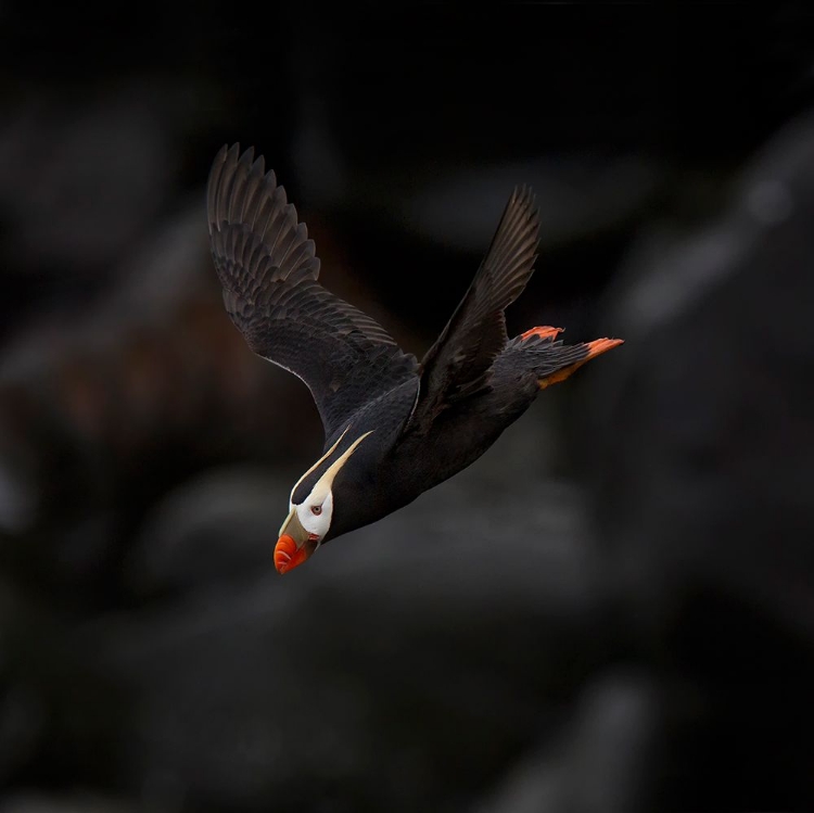 Picture of TUFTED PUFFIN