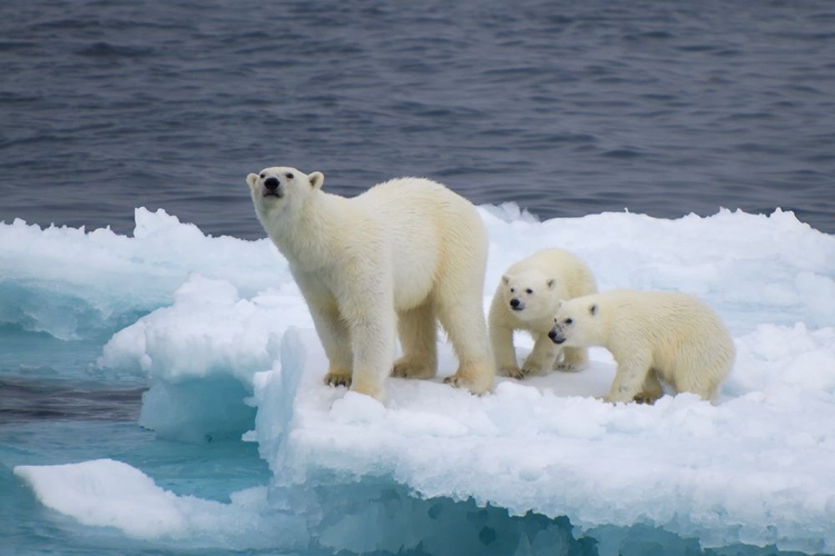 Picture of A FAMILY