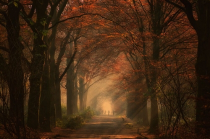 Picture of AUTUMN WALK