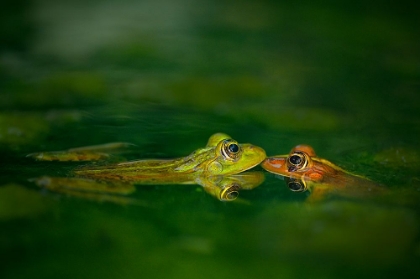 Picture of FOUR EYE MEETING