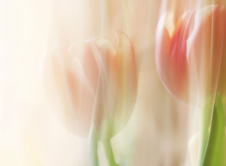 Picture of SHY TULIPS