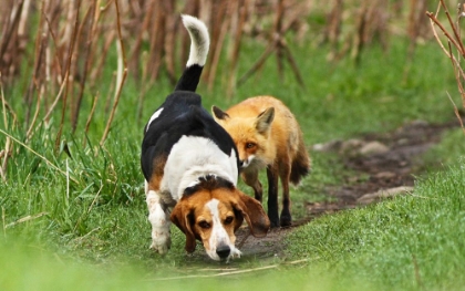 Picture of WORLD\S WORST HUNTING DOG