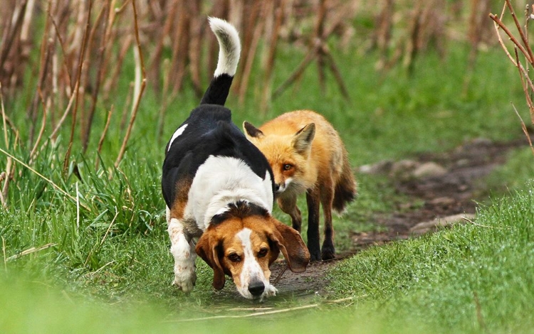 Picture of WORLD\S WORST HUNTING DOG