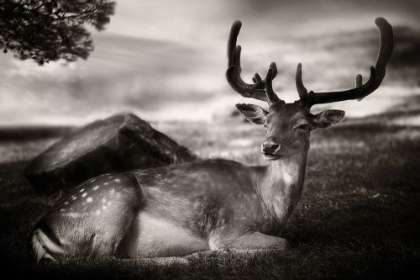 Picture of RESTING BAMBI