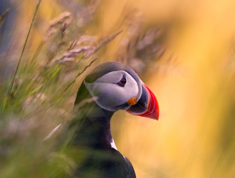 Picture of RESTING PUFFIN