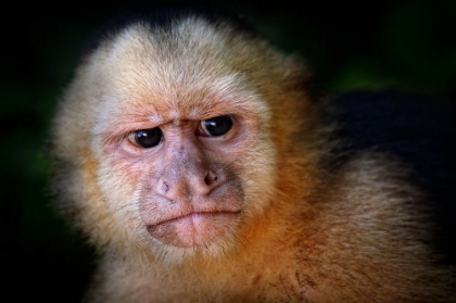 Picture of CAPUCHIN MONKEY