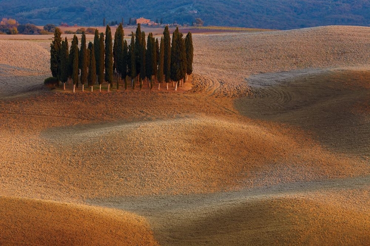 Picture of TOSCANA