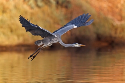 Picture of ARDEA CINEREA