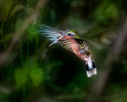 Picture of HUMMINGBIRD 1B