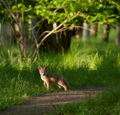 Picture of FOX KID IN THE WOODS