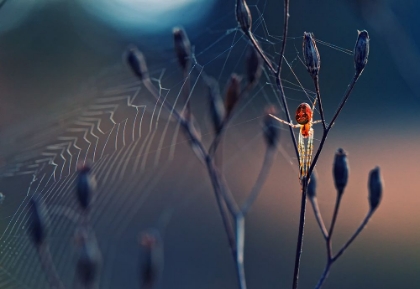 Picture of SPIDER LIKE FROM ANOTHER WORLD