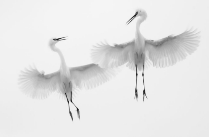 Picture of DANCERS IN THE SKY