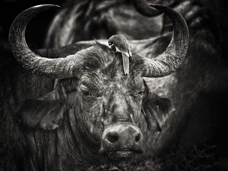 Picture of RED-BILLED OXPECKER AND THE BUFFALO