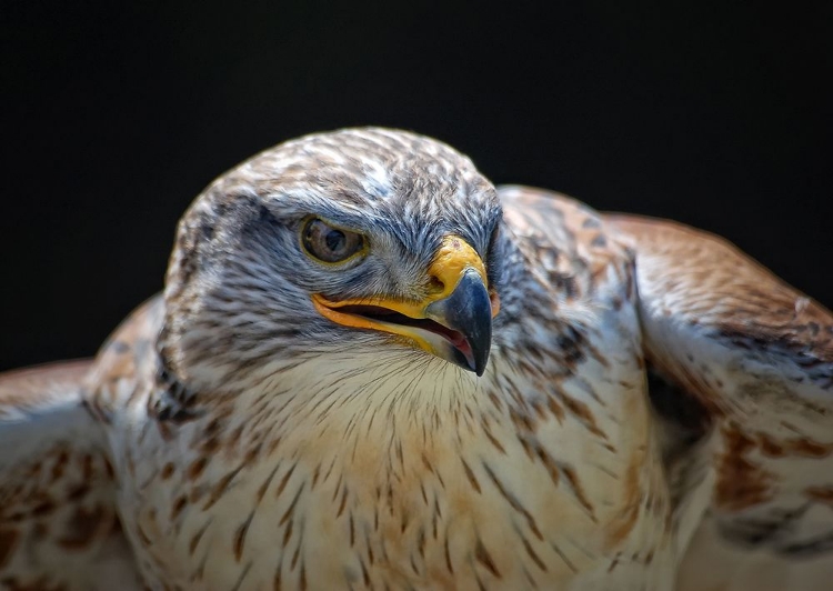 Picture of RED-TAILED HAWK