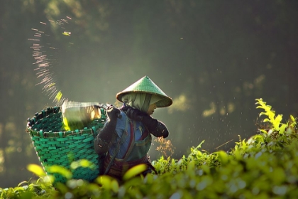 Picture of TEA PICKERS