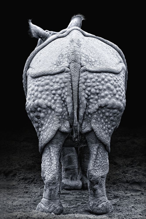 Picture of RHINO BUTTOCKS