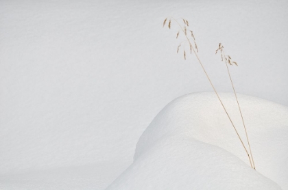 Picture of LONELY IN THE SNOW