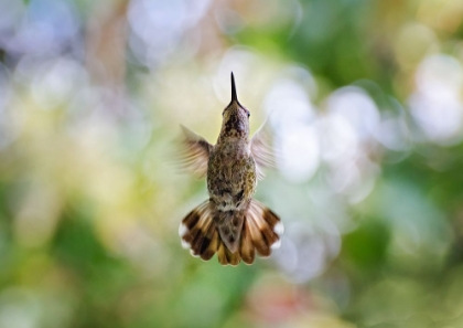 Picture of CALYPTE ANNA - HUMMINGBIRD