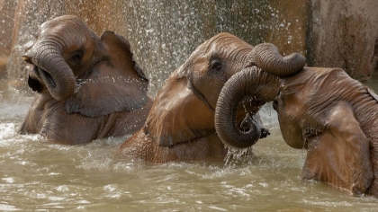 Picture of BATH TIME PLAY