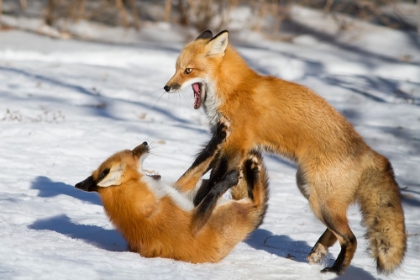 Picture of WINTER FOXES