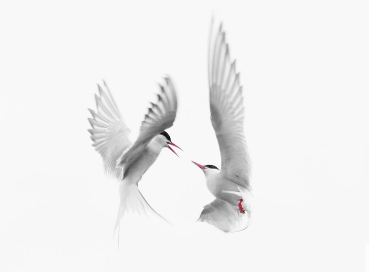 Picture of ARCTIC TERNS