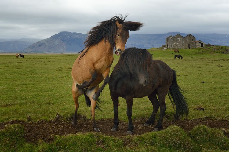 Picture of WILD HORSES