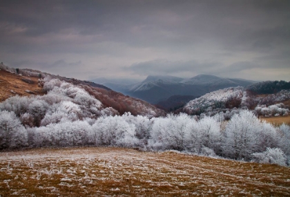 Picture of FROSTY BREATH