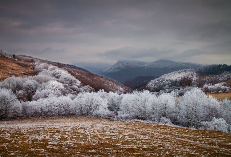 Picture of FROSTY BREATH