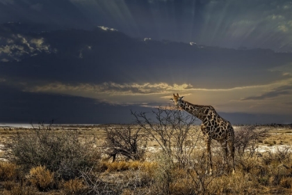 Picture of SUNRISE IN ETOSHA NP