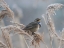 Picture of BLUETHROAT