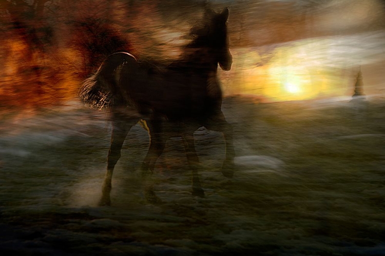 Picture of HORSES OF FIRE