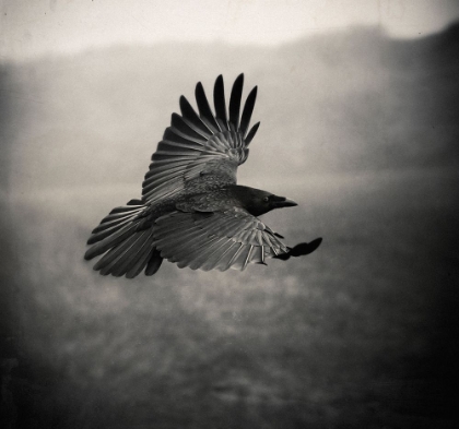 Picture of THE CROW