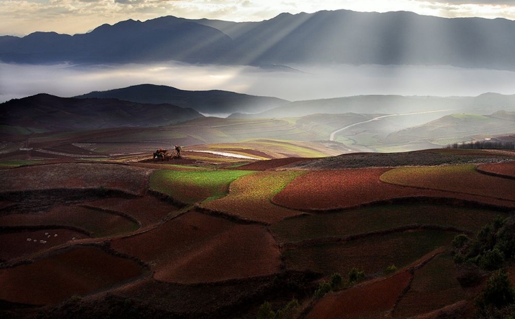 Picture of EARLY SPRING ON RED LAND