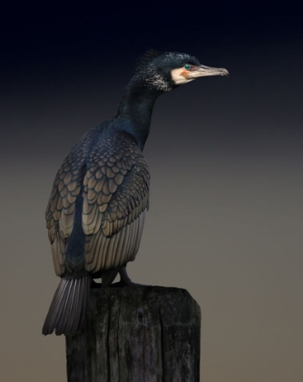 Picture of CORMORANT PALETTE