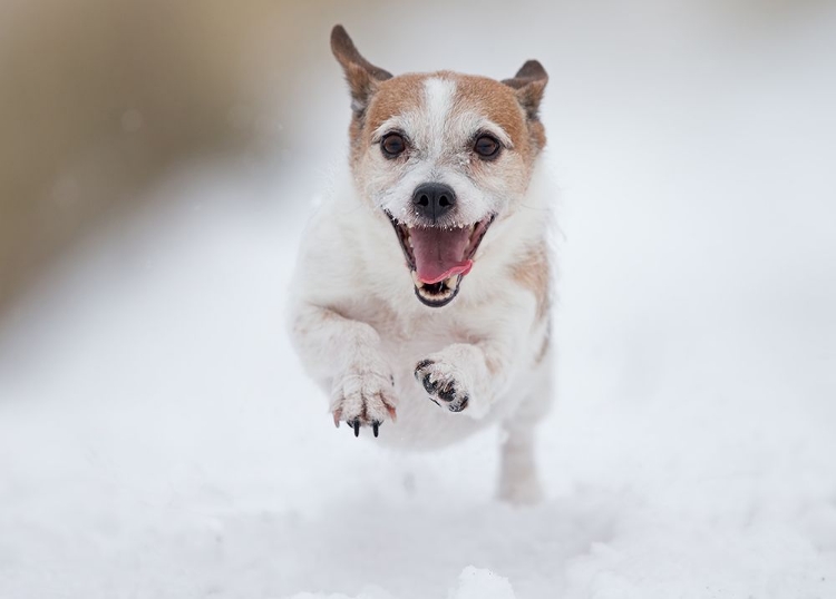 Picture of PLAYING IN THE SNOW#1