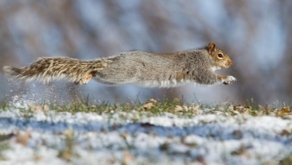 Picture of HIGH SPEED SQUIRREL :)